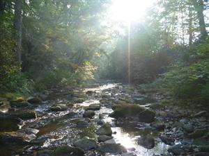 Davidson River, NC 